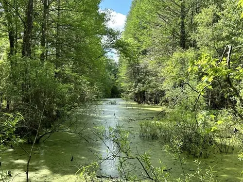 Cypress Creek Nature Preserve Trail