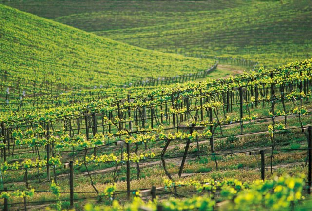 Canyon Lake, Wineries,