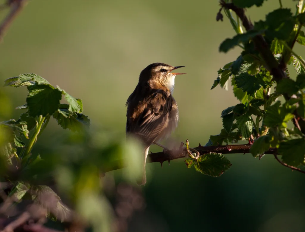 closeup shot of a bird