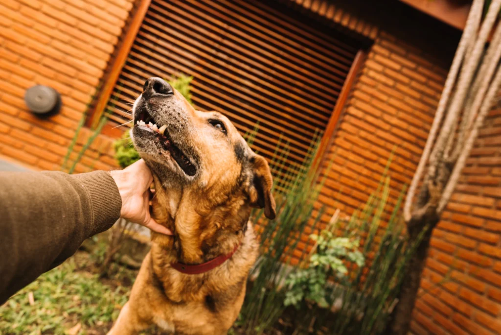 person petting the dog
