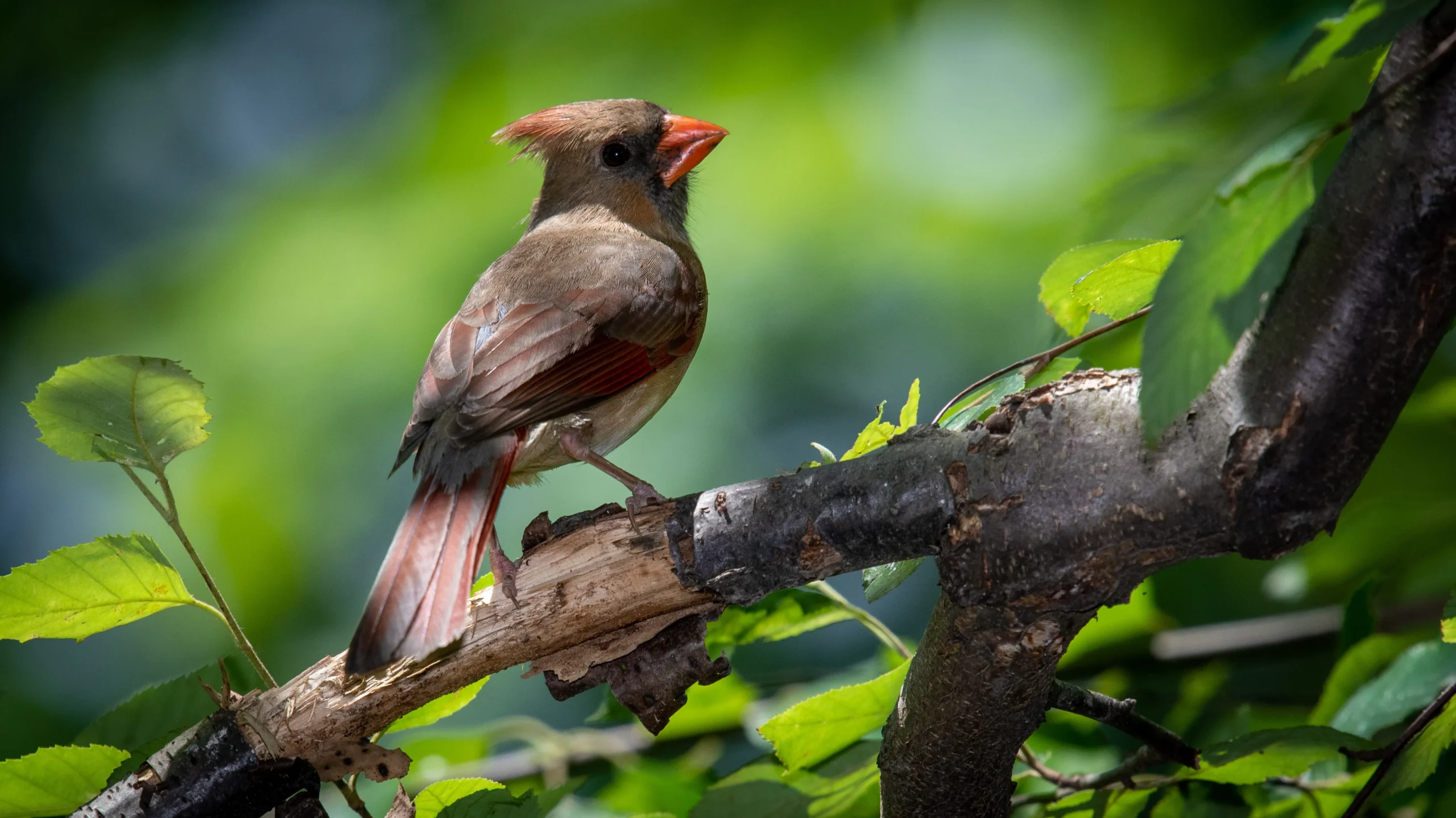 birdwatching